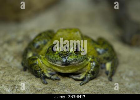 Portrait d'une grenouille dans un zoo ; Omaha, Nebraska, États-Unis d'Amérique Banque D'Images