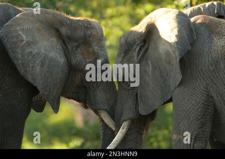 Les éléphants d'Afrique (Loxodonta africana) se rencontrent face à face dans leur enceinte dans un zoo ; Wichita, Kansas, États-Unis d'Amérique Banque D'Images