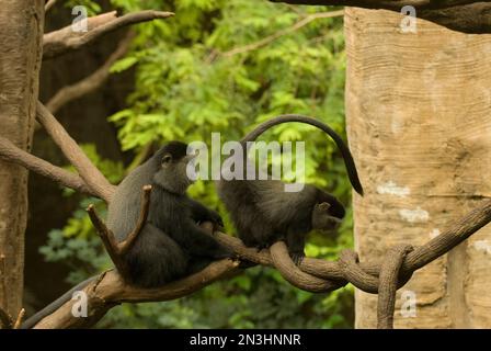 Deux singes bleus (Cercopithecus mitis) se déplaçant à travers les branches dans une enceinte de zoo; Omaha, Nebraska, États-Unis d'Amérique Banque D'Images