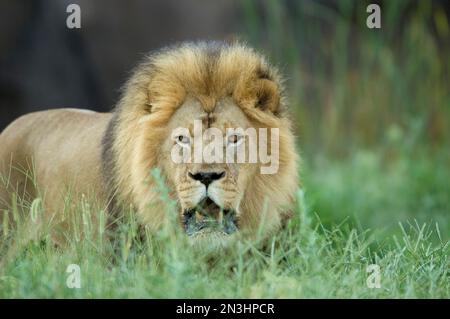 Portrait d'un lion africain mâle (Panthera leo krugeri) qui repose dans l'herbe dans son enceinte d'un zoo; Wichita, Kansas, États-Unis d'Amérique Banque D'Images