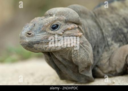 Portrait d'un Rhinoceros iguana (Cymura cornuta) dans un zoo; Wichita, Kansas, États-Unis d'Amérique Banque D'Images