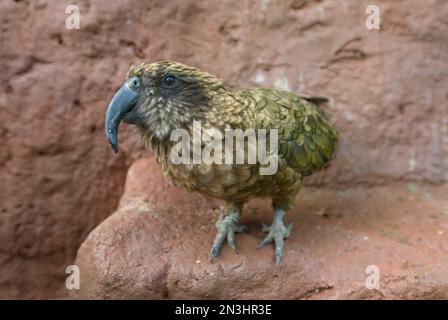 Portrait d'un Kea (Nestor notabilis), le seul perroquet carnivore au monde, debout sur un rocher dans une enceinte de zoo Banque D'Images