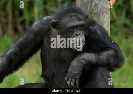 Portrait d'un chimpanzé (Pan troglodytes) relaxant dans un zoo ; Manhattan, Kansas, États-Unis d'Amérique Banque D'Images