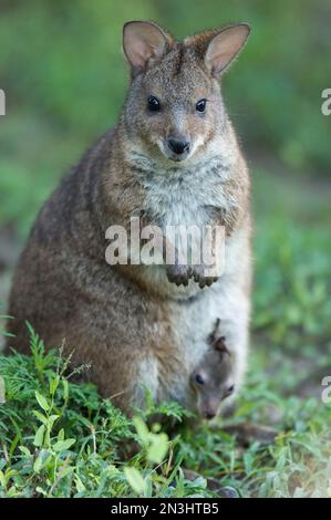 Portrait d'un wallaby de Parme (Macropus parme) avec son bébé dans sa poche dans un zoo ; Manhattan, Kansas, États-Unis d'Amérique Banque D'Images