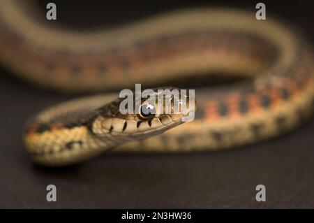 Portrait d'une couleuvre à flancs rouges (Thamnophis sirtalis parietalis) sur fond marron; Princeton, Nebraska, États-Unis d'Amérique Banque D'Images