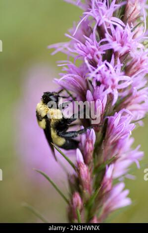 Bombus Bumblebee sur une plume de gayplume pourpre (Liatris) à Spring Creek Prairie à Denton, Nebraska, Etats-Unis; Denton, Nebraska, États-Unis d'Amérique Banque D'Images