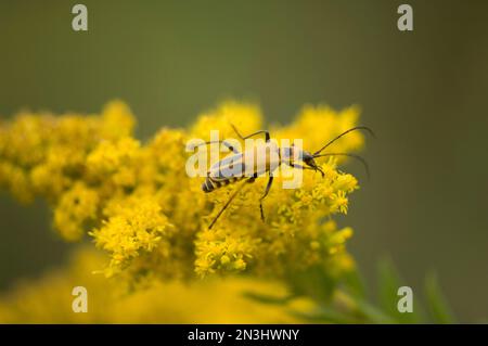 Coléoptère de soldat (Chauliognathus pennsylvanicus) sur une verge d'or; Denton, Nebraska, États-Unis d'Amérique Banque D'Images