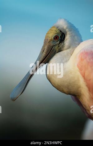 Portrait d'un spoonbill de Roseate (Ajaja ajaja) dans un zoo; Wichita, Kansas, États-Unis d'Amérique Banque D'Images