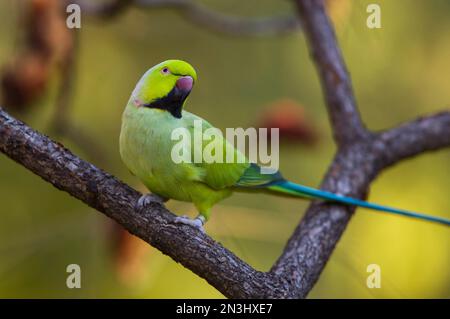 Portrait d'un perruche à col annulaire (Psittacula krameri) perché sur une branche d'arbre dans un zoo ; Kansas City, Missouri, États-Unis d'Amérique Banque D'Images