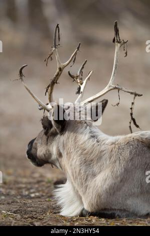 Caribou (Rangifer tarandus) posé sur le sol avec des débris de feuilles sur ses bois dans un zoo; Denver, Colorado, États-Unis d'Amérique Banque D'Images