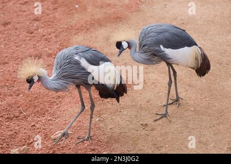 Deux grues africaines couronnées (Balearia regulorum) debout ensemble dans une enceinte de zoo; Colorado Springs, Colorado, États-Unis d'Amérique Banque D'Images