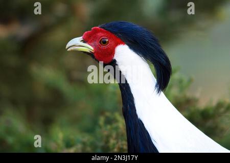 Portrait en gros plan d'un faisan argenté (Lophura nycthemera) dans un zoo; Watertown, Dakota du Sud, États-Unis d'Amérique Banque D'Images