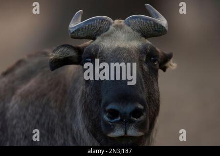 Portrait en gros plan d'un takin Mishmi (Budorcas taxicolor) dans un zoo; Denver, Colorado, États-Unis d'Amérique Banque D'Images