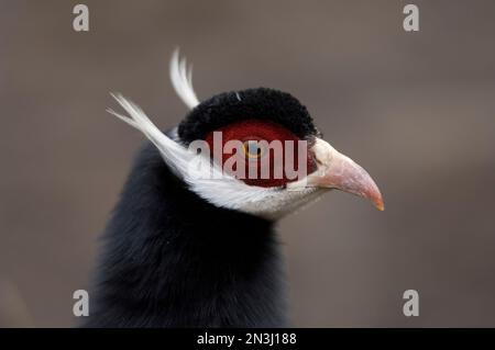 Portrait en gros plan d'un faisan à oreilles brunes (Crossoptilon mantchuricum) dans un zoo; Watertown, Dakota du Sud, États-Unis d'Amérique Banque D'Images