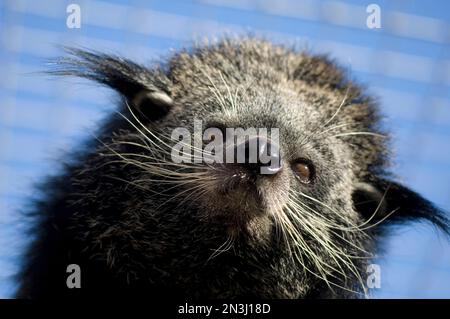 Gros plan d'un Bintulong (Arctictis binturan) dans un zoo; Scottsbluff, Nebraska, États-Unis d'Amérique Banque D'Images