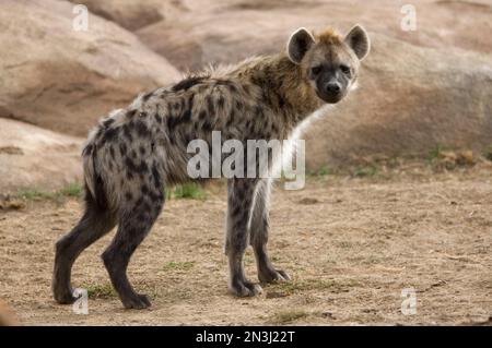 Portrait d'une hyène tachetée (Crocuta crocuta) dans une enceinte de zoo; Denver, Colorado, États-Unis d'Amérique Banque D'Images