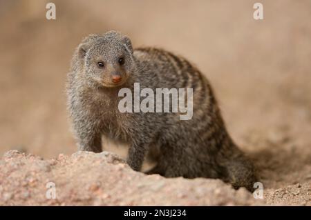 Portrait d'une monoie bandée (Mungos mungo) dans une enceinte de zoo; Denver, Colorado, États-Unis d'Amérique Banque D'Images