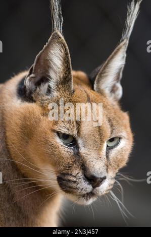 Portrait en gros plan d'un lynx de Caracal (Caracal caracal) dans un zoo; Sioux Falls, Dakota du Sud, États-Unis d'Amérique Banque D'Images