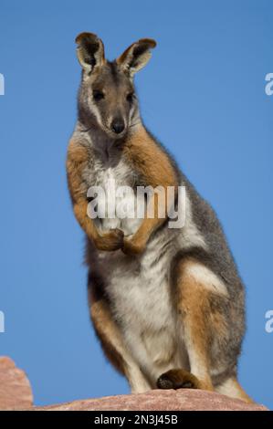 Portrait d'un wallaby de roche à pieds jaunes (Petrogale xanthopus xanthopus) debout sur un rocher contre un ciel bleu dans un zoo Banque D'Images