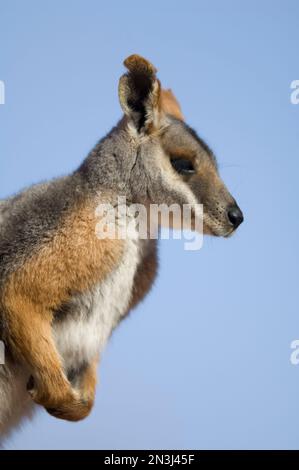 Portrait d'un wallaby de roche à pieds jaunes (Petrogale xanthopus xanthopus) debout contre un ciel bleu dans un zoo Banque D'Images