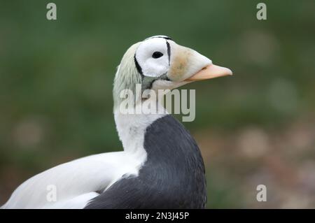 Portrait d'un canard de l'eider (Somateria fischeri) à un zoo; Sioux Falls, Dakota du Sud, États-Unis d'Amérique Banque D'Images