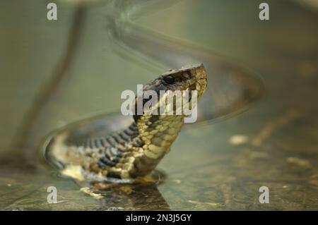 Serpent mocassin d'eau à col de coton (Agkistrodon piscivorus) le long de la rivière cache, dans la réserve naturelle nationale de la rivière cache, Arkansas, États-Unis Banque D'Images