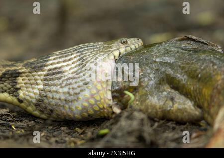 La couleuvre d'eau à bandes (Nerodia fasciata) mange un poisson à tête bullée en l'avalant tout dans la réserve naturelle nationale de cache River, Arkansas, États-Unis Banque D'Images