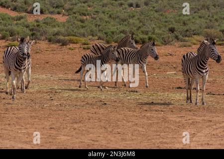 Zèbres en mouvement Banque D'Images