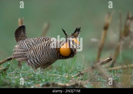 Le poulet de la grande prairie (Tympanuchus cupido) est exposé sur un terrain de reproduction ou un lek; Burwell, Nebraska, États-Unis d'Amérique Banque D'Images