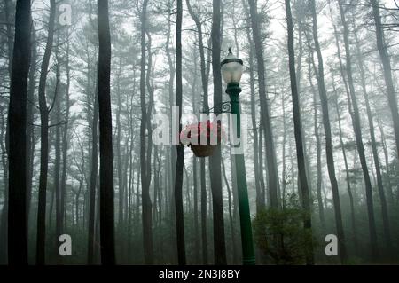 Streetlamp et fleurs dans une tempête; Hershey, Pennsylvanie, États-Unis d'Amérique Banque D'Images