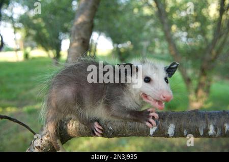 Gros plan d'un bébé opossum (Didelphis virginiana) sur une ferme à Greenleaf, Kansas, Etats-Unis; Greenleaf, Kansas, États-Unis d'Amérique Banque D'Images