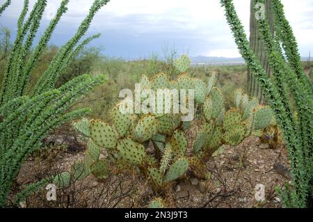 Cactus de poire pickly (Opuntia) dans le désert de Sonoran; Tuscon, Arizona, États-Unis d'Amérique Banque D'Images