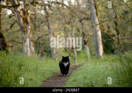 Le chat noir et blanc rôde la réserve de Chêne de Cowichan Garry; Duncan, Colombie-Britannique, Canada Banque D'Images