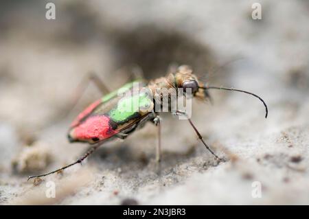 Le dendroctone du tigre de Salt Creek (Cicindela nevadica lincolniana) marqué de couleur à des fins d'étude; Lincoln, Nebraska, États-Unis d'Amérique Banque D'Images