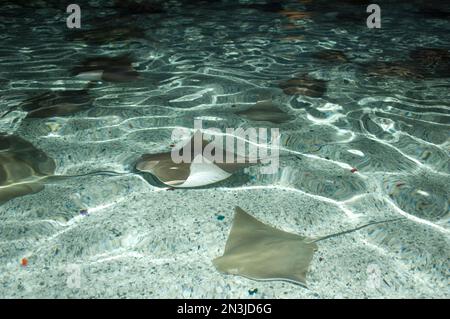 Raies de cowose (Rhinoptera bonasus) dans l'eau d'un zoo; Phoenix, Arizona, États-Unis d'Amérique Banque D'Images