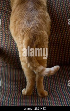 Chat de maison debout sur un canapé à la maison; Lincoln, Nebraska, États-Unis d'Amérique Banque D'Images