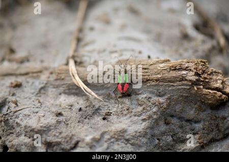 Le dendroctone du tigre de Salt Creek (Cicindela nevadica lincolniana) marqué de couleur à des fins d'étude; Lincoln, Nebraska, États-Unis d'Amérique Banque D'Images