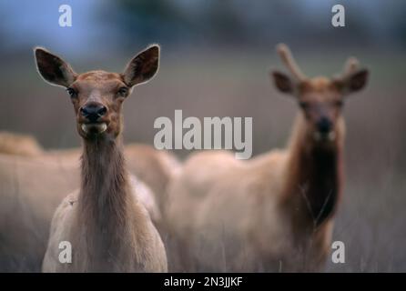 Groupe de Tule elk (Cervus canadensis nannodes) se tenir en alerte dans un champ de la réserve naturelle nationale de San Luis, Californie, États-Unis Banque D'Images
