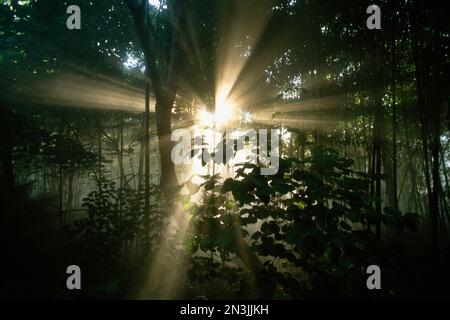 Les rayons du soleil filtrent à travers les arbres; États-Unis d'Amérique Banque D'Images