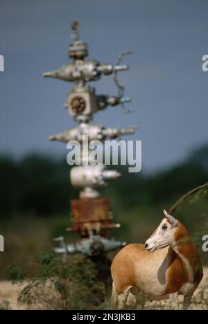 Gemsbok (Oryx Gazella) se tenant près d'une plate-forme de gaz naturel; Linn, Texas, États-Unis d'Amérique Banque D'Images