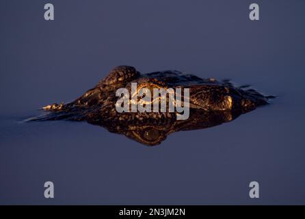 Alligator américain partiellement submergé (Alligator mississippiensis) dans l'eau d'une ferme de alligators; Louisiane, États-Unis d'Amérique Banque D'Images