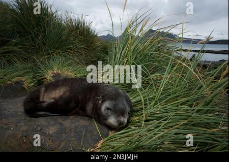 Le pup de phoque à fourrure du Sud (Arctocephalus gazella) repose dans l'herbe; île de Géorgie du Sud, territoire britannique d'outre-mer Banque D'Images