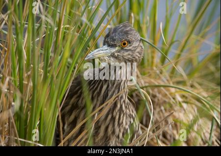 Jeune héron de nuit à couronne noire (Nycticorax nycticorax) se cachant dans des herbes; Ile de la carcasse, îles Falkland-Ouest, territoire britannique d'outre-mer Banque D'Images