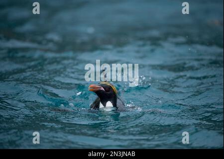 Manchot macaroni (Eudyptes chrysolophus) se nourrissant près de la baie d'Elsehul, île de Géorgie du Sud; île de Géorgie du Sud, territoire britannique d'outre-mer Banque D'Images