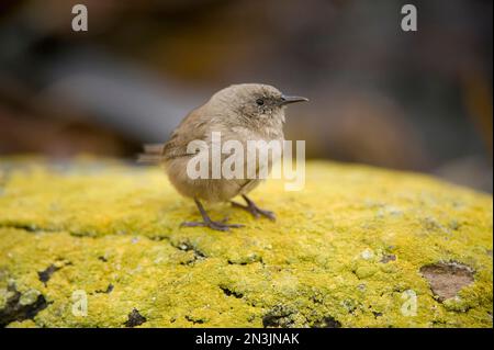 Portrait d'un wren de Cobb (Troglodytes cobbi) debout sur une roche mossy sur l'île de carcasse Banque D'Images