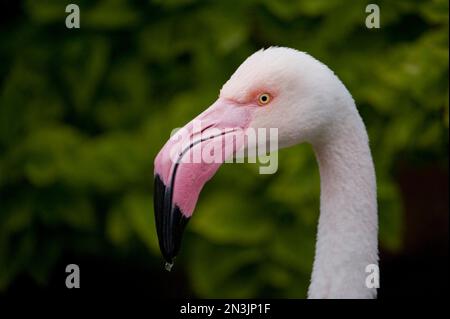 Gros plan d'un grand flamants roses (Phoenicopterus roseus) dans un zoo; San Antonio, Texas, États-Unis d'Amérique Banque D'Images