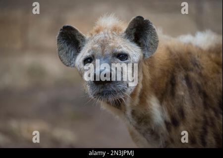 Portrait en gros plan d'une hyène tachetée (Crocuta crocuta) dans un zoo ; San Antonio, Texas, États-Unis d'Amérique Banque D'Images