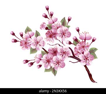 Branche en fleur de cerisier japonais rose dessinée sur fond blanc. Sakura rose. Illustration de Vecteur