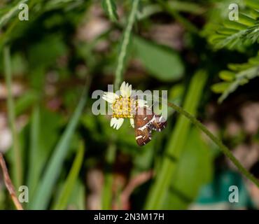 Foyer de l'osft d'une teigne de la betterave buvant du nectar à partir d'une fleur de coatbutton dans un jardin Banque D'Images