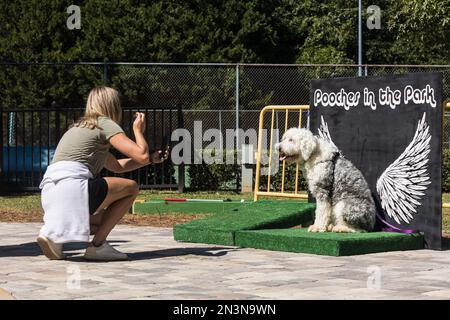 Braselton, GA / Etats-Unis - 24 septembre 2022: Une femme prend une photo de son chien sur fond d'aile ange au festival des pooches dans le parc. Banque D'Images